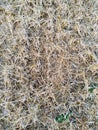 Image of a mown wheat field. Agriculture.