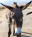 Image of a mule, donkey, burro or wild burro.