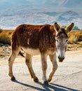 Image of a mule, donkey, burro or wild burro.