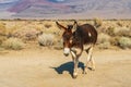 Image of a mule, donkey, burro or wild burro.