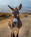 Image of a mule, donkey, burro or wild burro.