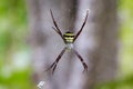 Image of multi-coloured argiope spider Argiope pulchellla.. Royalty Free Stock Photo