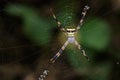 Image of multi-coloured argiope spider. Royalty Free Stock Photo
