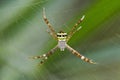 Image of multi-coloured argiope spider. Royalty Free Stock Photo