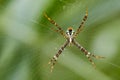 Image of multi-coloured argiope spider. Royalty Free Stock Photo