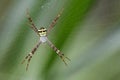 Image of multi-coloured argiope spider. Royalty Free Stock Photo
