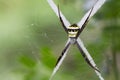 Image of multi-coloured argiope spider. Royalty Free Stock Photo