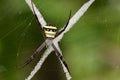 Image of multi-coloured argiope spider. Royalty Free Stock Photo