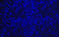 Colorist imagen of blue stains over black background