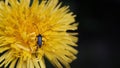 Musk beetle on a dandelion flower