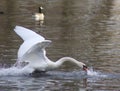Mute swan flying across a lake