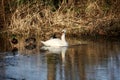 Mute swan on icy lake in wetlands Royalty Free Stock Photo
