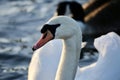 Mote swan close up Royalty Free Stock Photo