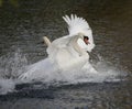 Mute swan in splash landing Royalty Free Stock Photo