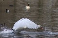 Mute swan taking off Royalty Free Stock Photo