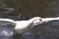 Mute swan taking off Royalty Free Stock Photo