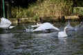 Mute swan taking off from a lake Royalty Free Stock Photo