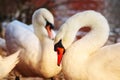 Mute swans flocking together in the sunshine Royalty Free Stock Photo