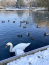 Mute swan and ducks on a lake surrounded by snow Royalty Free Stock Photo