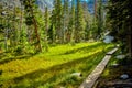 Narrow hiking path of logs through field of pine trees