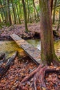 Narrow wood walking bridge over creek in woods with forest and fall foliage covering ground