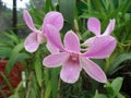 Natural orchid flower of sri lanka. Royalty Free Stock Photo