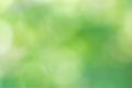 Image of natural scene of blurred defoecused abstract green leaves and flowers Royalty Free Stock Photo