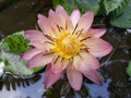 Natural dark mix pink color Water Lily Flower of sri lanka