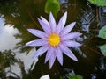 Natural dark purple Water Lily Flower of sri lanka Royalty Free Stock Photo