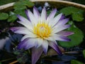 Natural Mix color Water Lily Flower of sri lanka