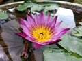 Natural Mix pink color Water Lily Flower of sri lanka