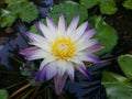Natural Mix White color Water Lily Flower of sri lanka Royalty Free Stock Photo