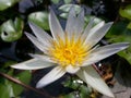 Nature Water Lily ` Olu ` Flower