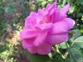 Nature Beautiful Pink Rose of Sri Lanka Royalty Free Stock Photo