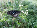 The Nature Wild Butterfly Royalty Free Stock Photo