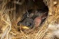 Image of newborn bird that is in the nest. Animal