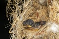 Image of newborn bird that is in the nest. Animal