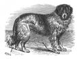 Image of Newfoundland dog in the old book The Encyclopaedia Britannica, vol. 7, by C. Blake, 1877, Edinburgh