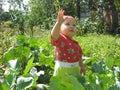 The kid in cabbage Royalty Free Stock Photo