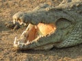 Nile Crocodile /Crocodylus niloticus IMG_1900 Wide Open! - Captured in Kruger National Park, South Africa, Africa