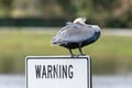 Brown Florida Pelican on a Warning Sign Royalty Free Stock Photo
