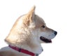 Image of Norsk buhund, a guard and shepherd dog.