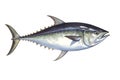 image of northern bluefin tuna on white background. Underwater Animals. Foods. illustration, generative AI