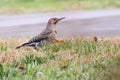 Northern flicker bird perched on the green field