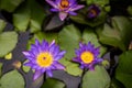 Image of Nymphaea flowers in the pond. Beautiful violet water lily or blue lotus background. Details and colors Royalty Free Stock Photo