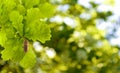 Image of oak leaves with acorn on a green background