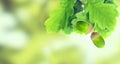 Image of oak leaves with acorn