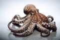 Image of an octopus on white background. Food., Undersea animals