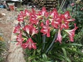 a bunch of red amaryllis flower in the meadow. Royalty Free Stock Photo