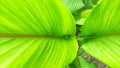 an image off Bright green turmeric leaves that grow abundantly in the yard.